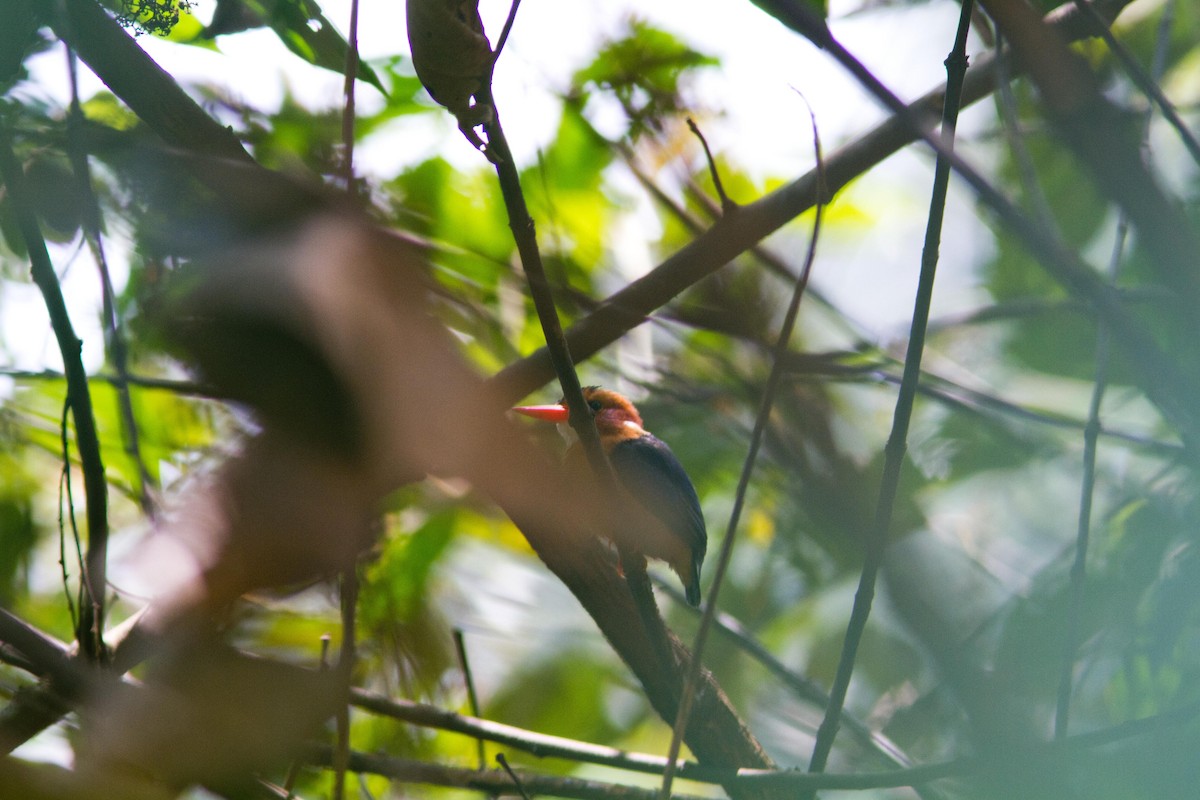 African Pygmy Kingfisher - Joris Wiethase