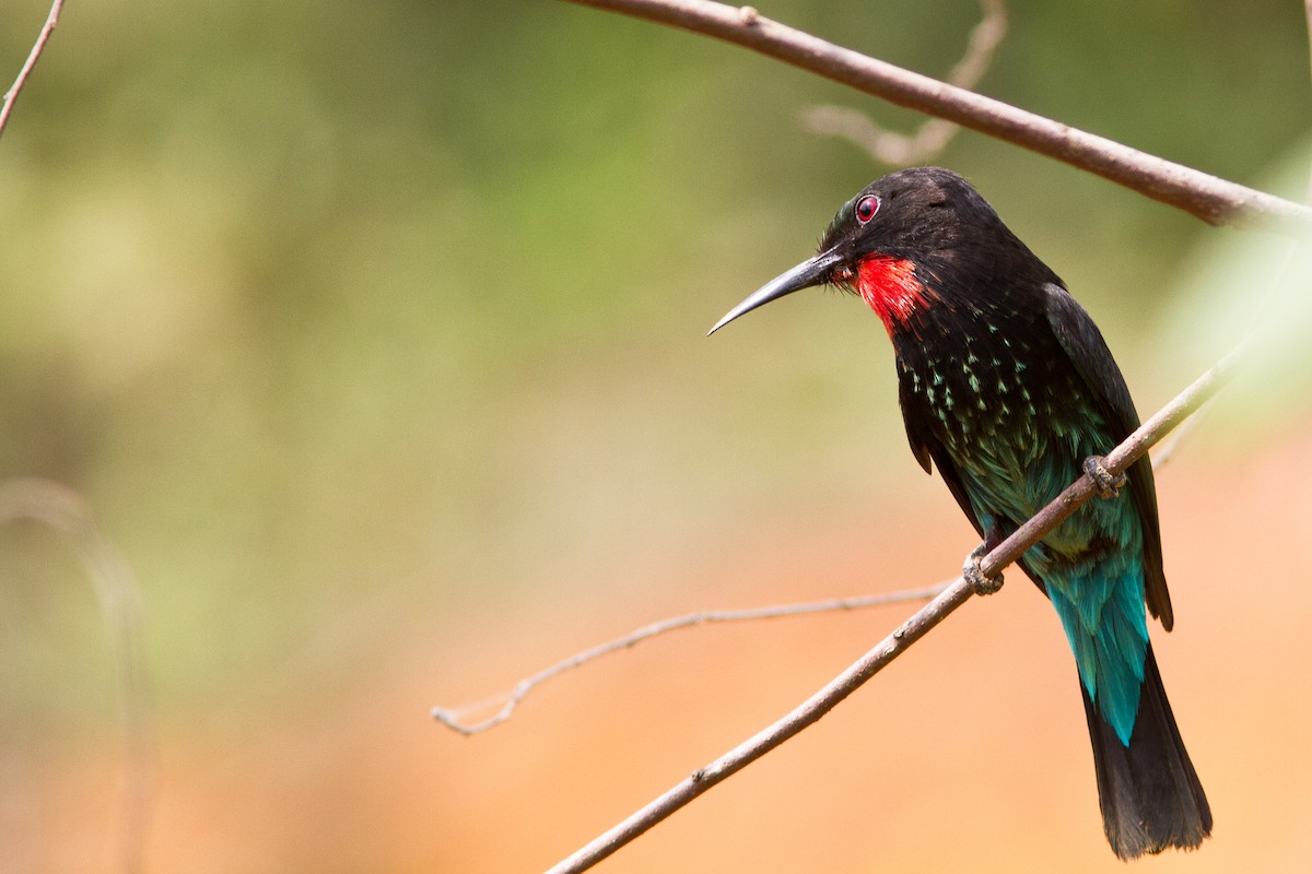 Black Bee-eater - Joris Wiethase