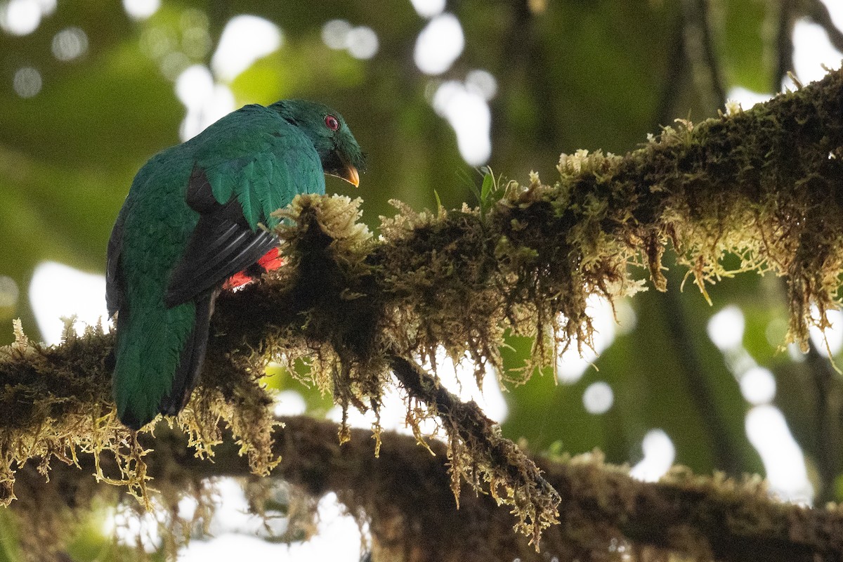 Crested Quetzal - ML546728601