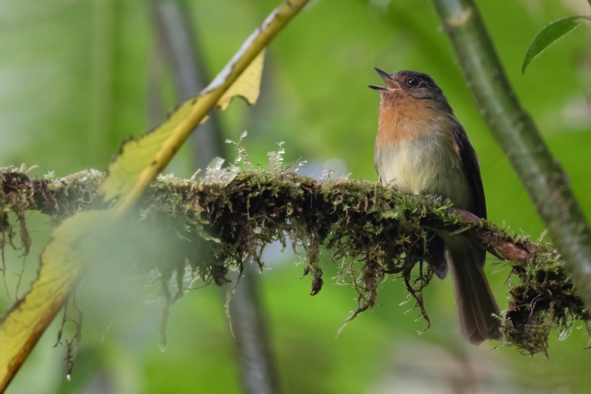 Rufous-breasted Flycatcher - ML546728851