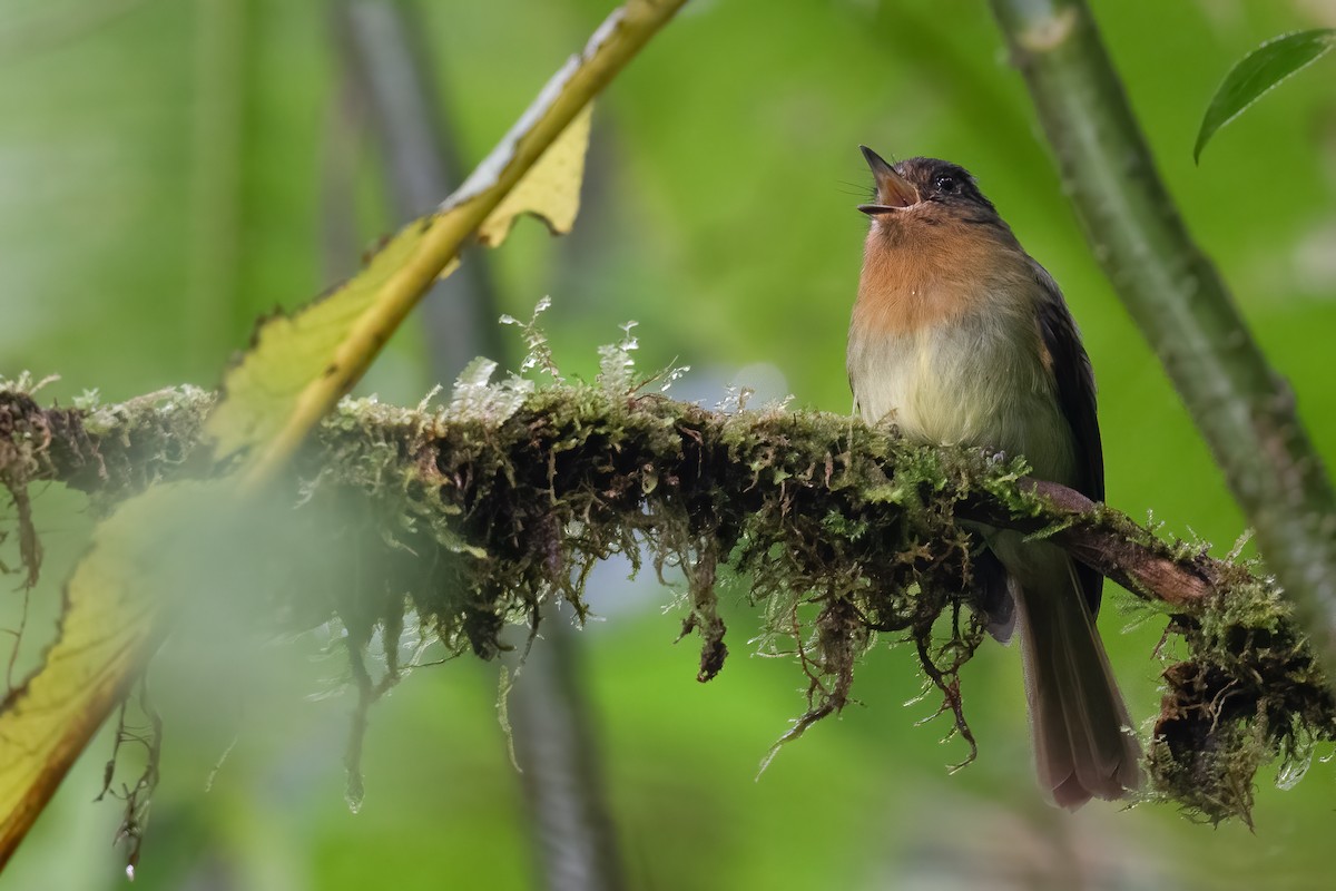 Rufous-breasted Flycatcher - ML546728871