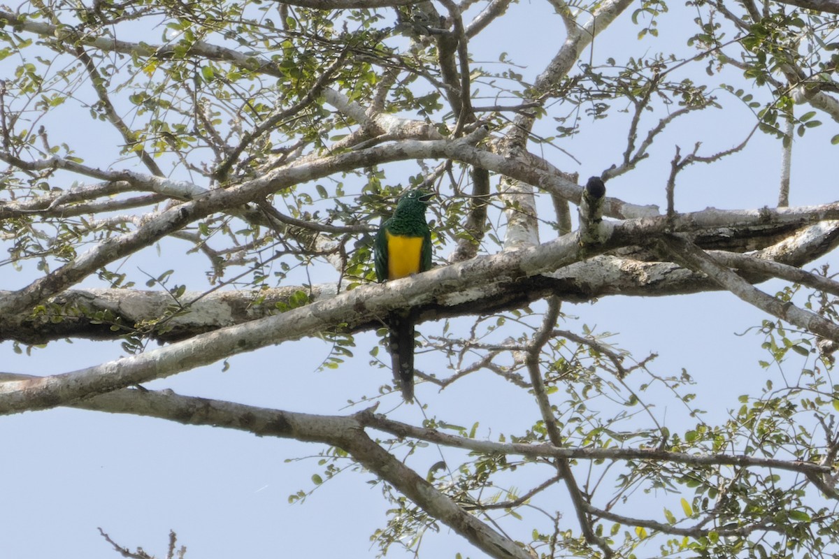 African Emerald Cuckoo - ML546729231