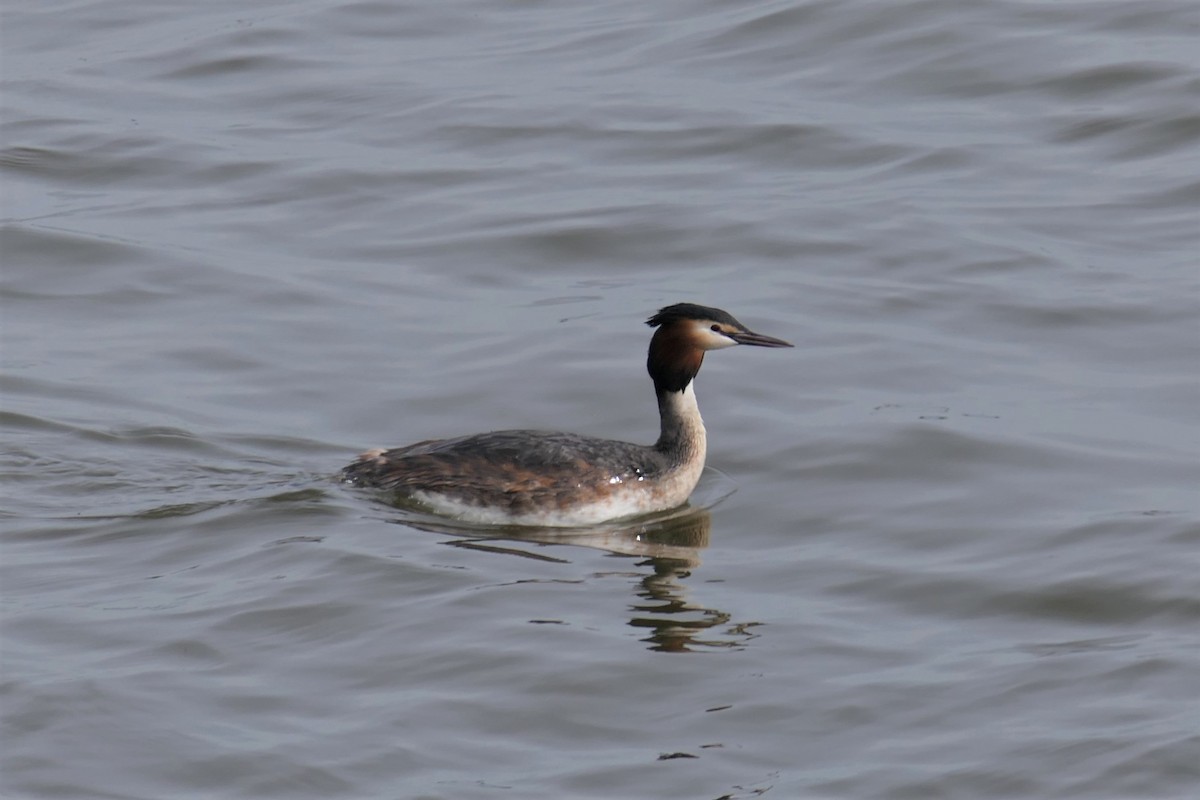 Great Crested Grebe - ML546730251