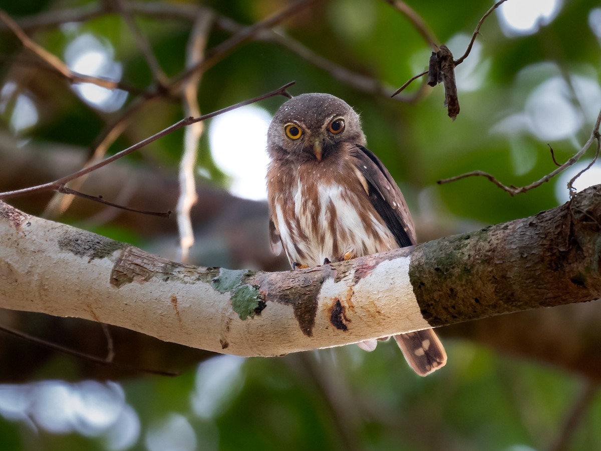 Amazonian Pygmy-Owl - ML546739861