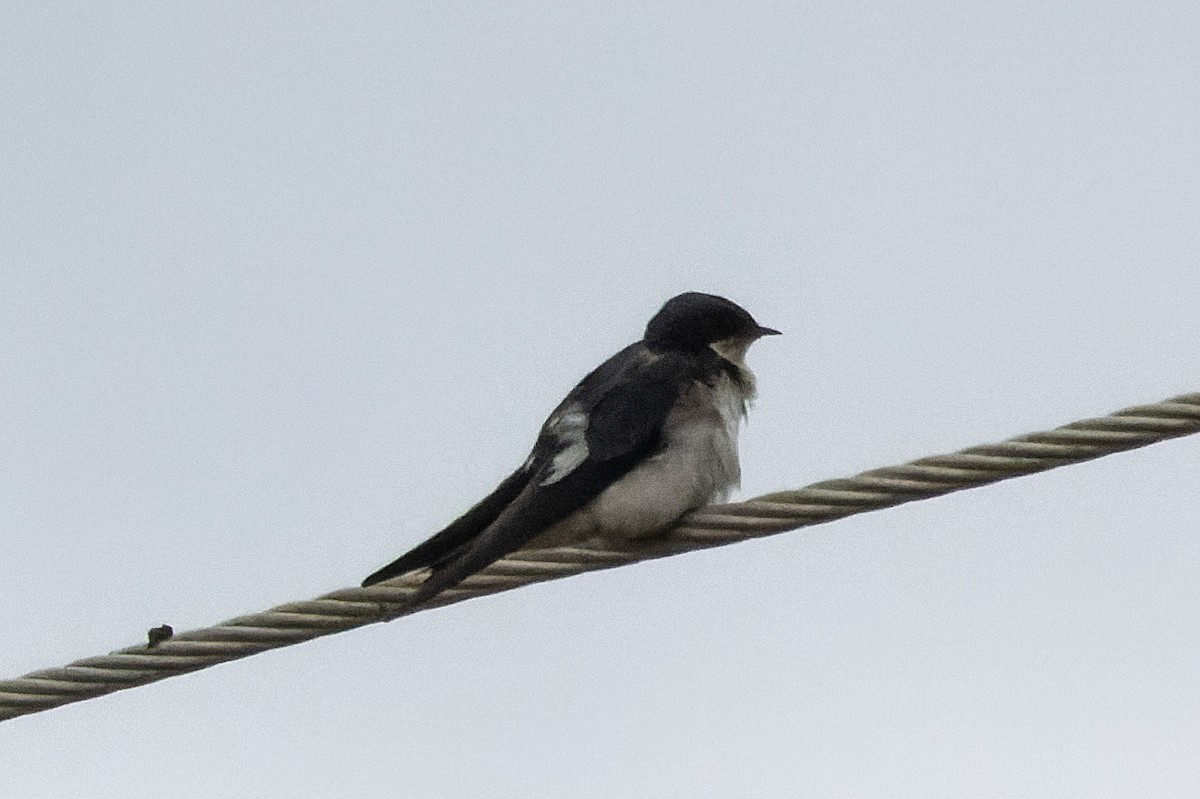 Pied-winged Swallow - ML546741811