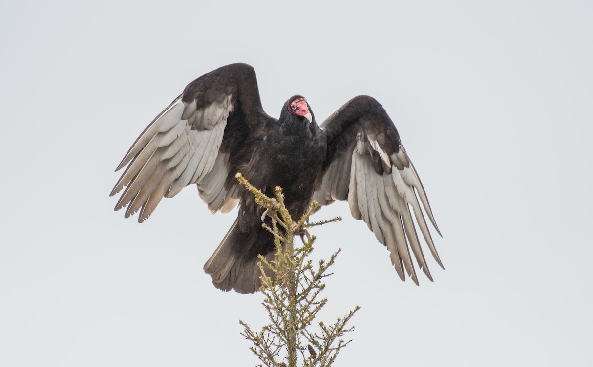 Turkey Vulture - Simon Boivin