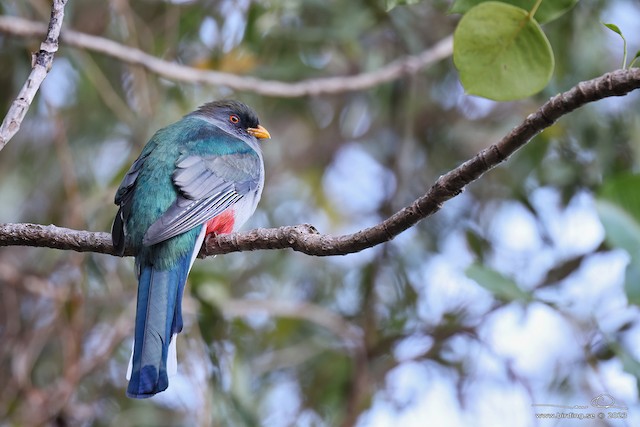 Definitive Basic Female Hispaniolan Trogon. - Hispaniolan Trogon - 