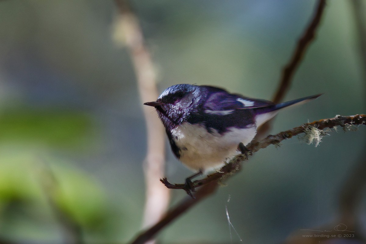 Black-throated Blue Warbler - ML546744011