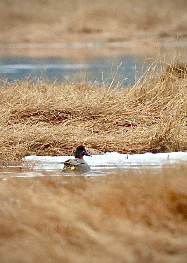 Green-winged Teal - ML546744691