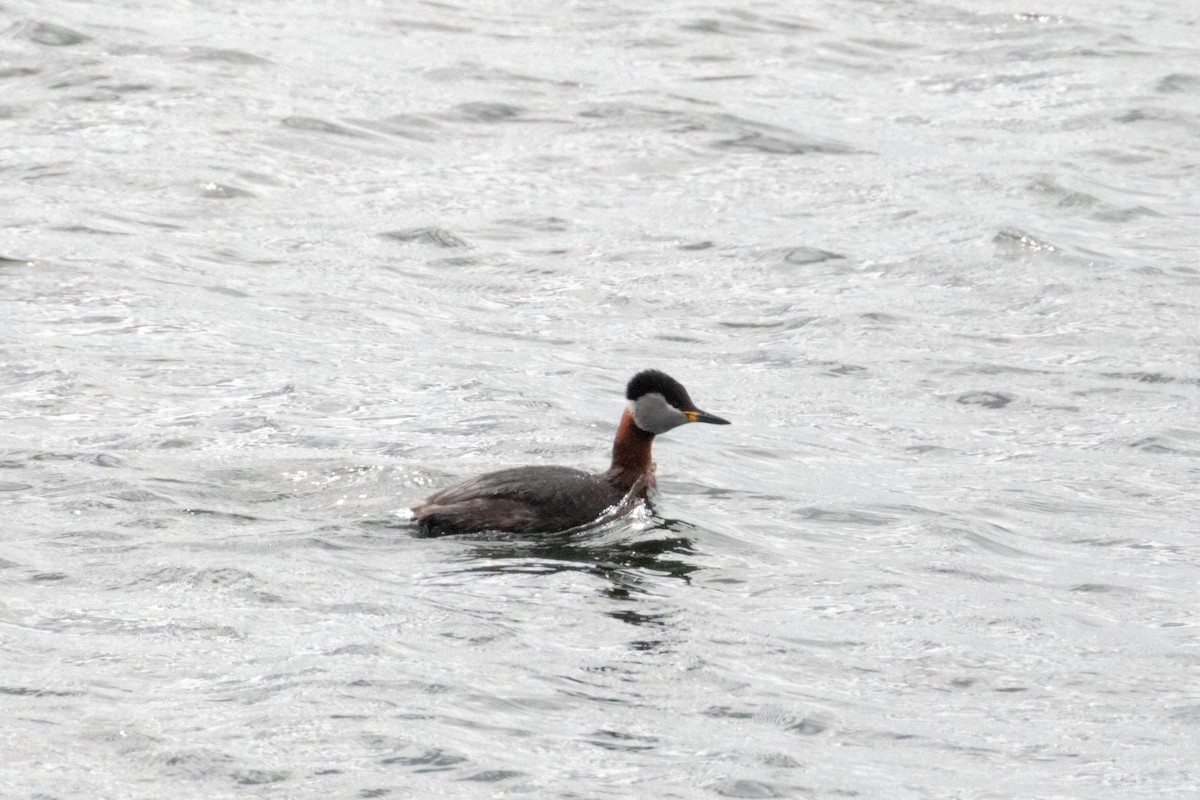 Red-necked Grebe - ML54674621