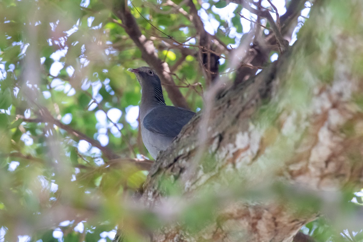 White-crowned Pigeon - ML546746341