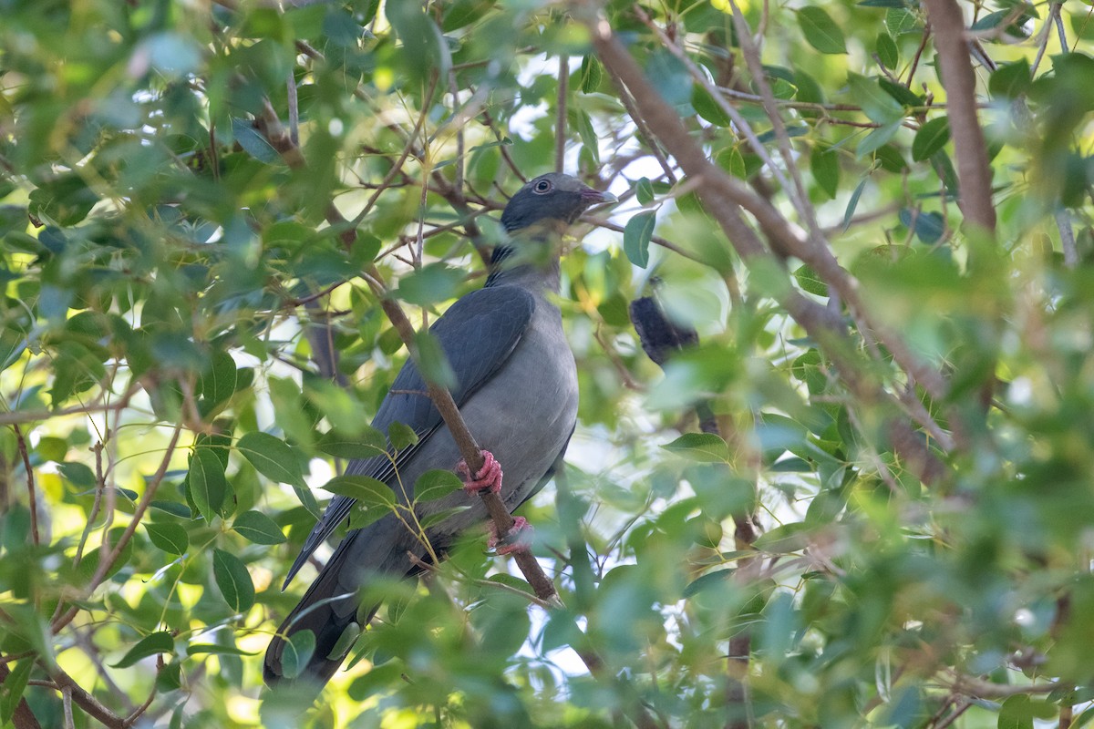 White-crowned Pigeon - ML546746351
