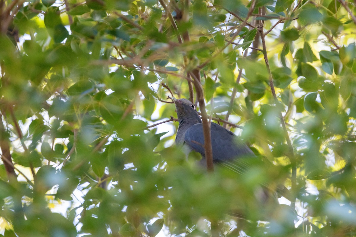 White-crowned Pigeon - ML546746361