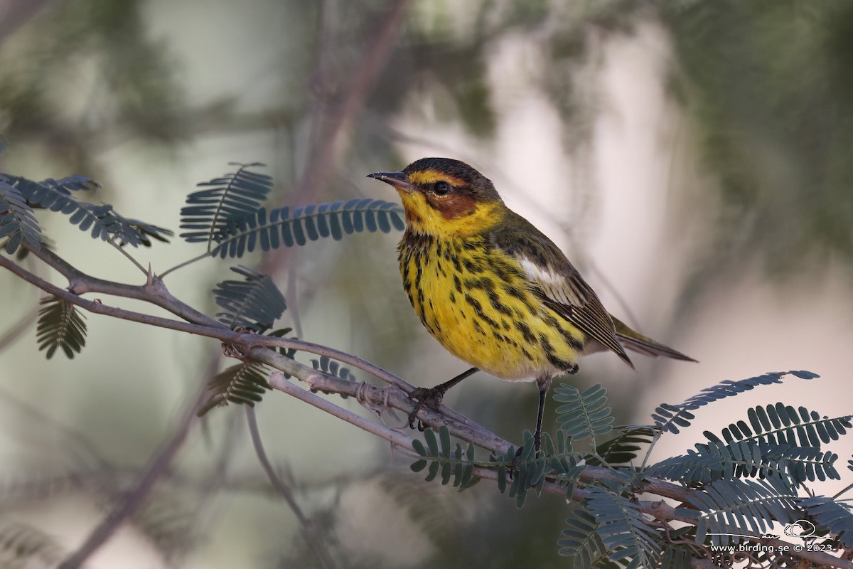 Cape May Warbler - ML546746711