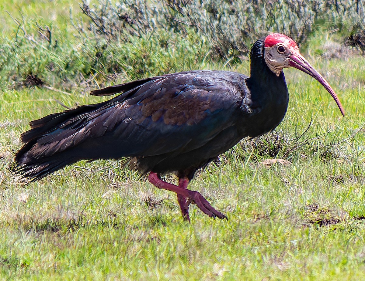 ibis jihoafrický - ML546747641