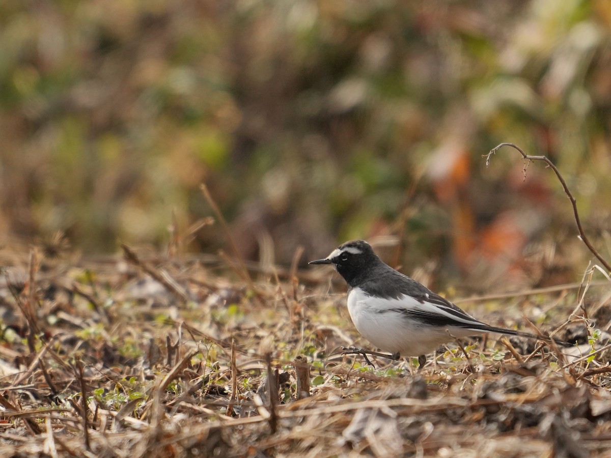 Japanese Wagtail - Yi Ming（逸明） Chen（陳）