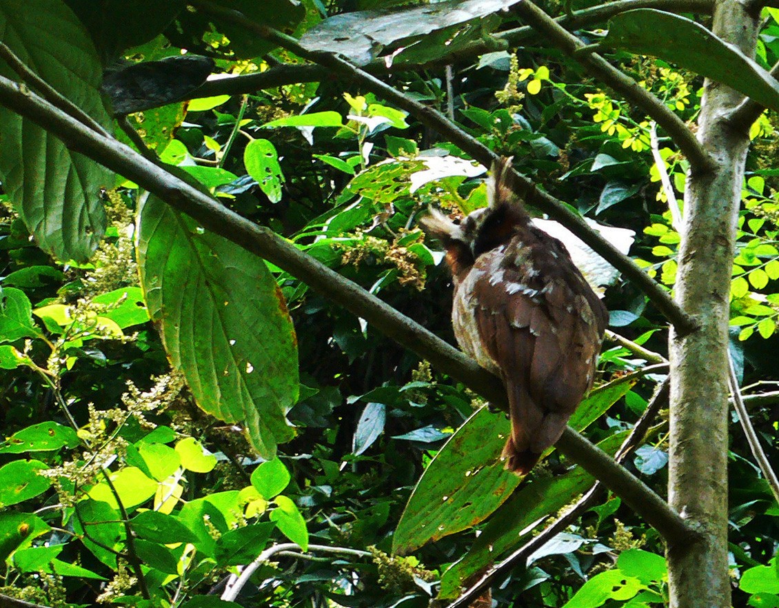 Crested Owl - ML54674931