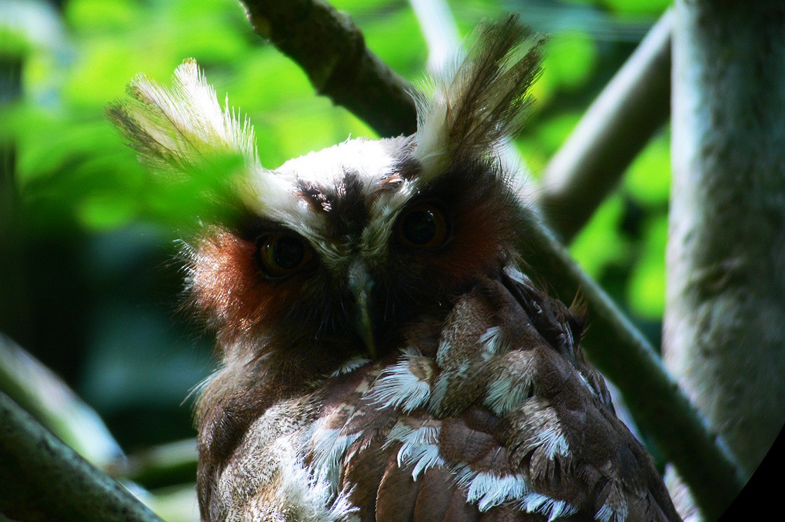 Crested Owl - Bill Maynard