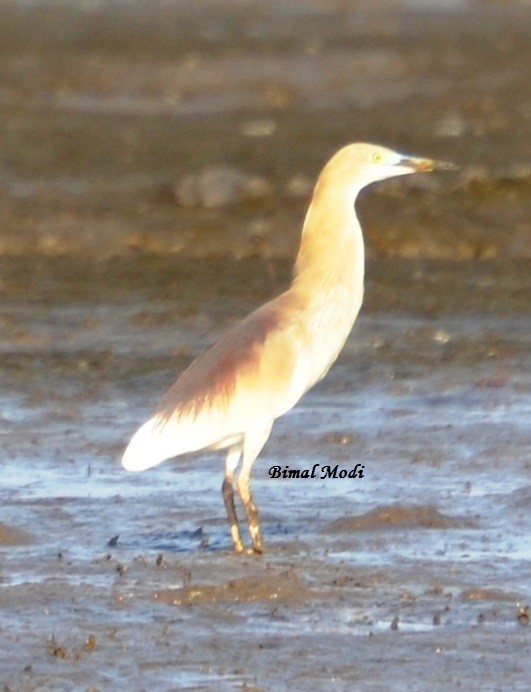 Indian Pond-Heron - Bimal Modi