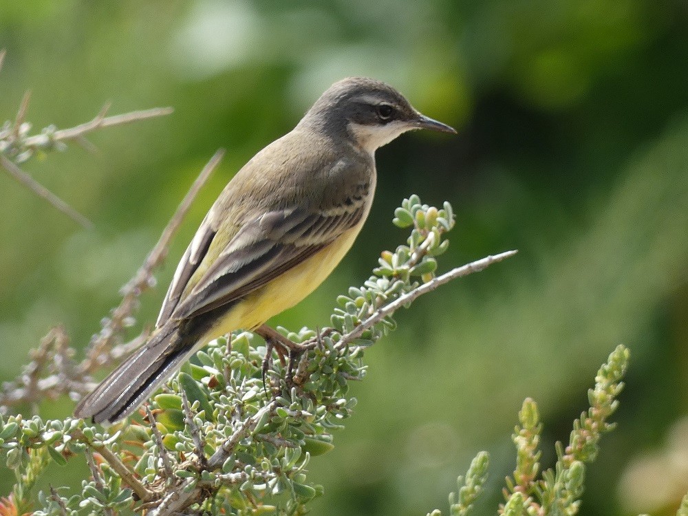 Western Yellow Wagtail - ML546755481