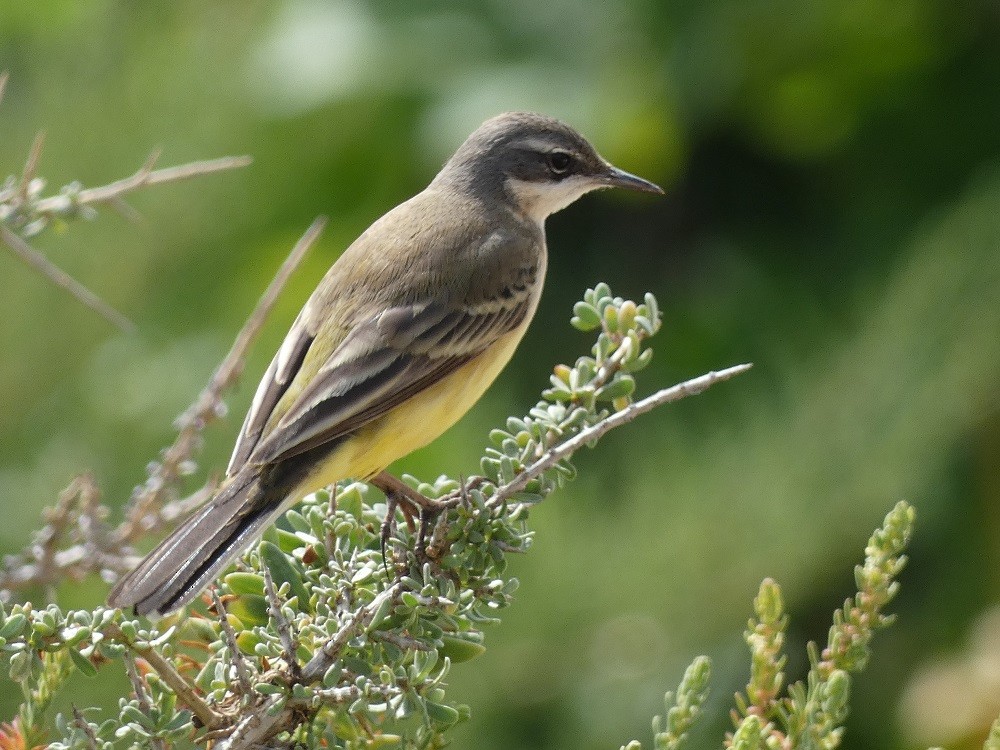 Western Yellow Wagtail - Vicente Tamarit Garcerá