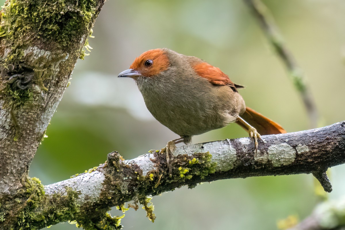 Red-faced Spinetail - ML546756681