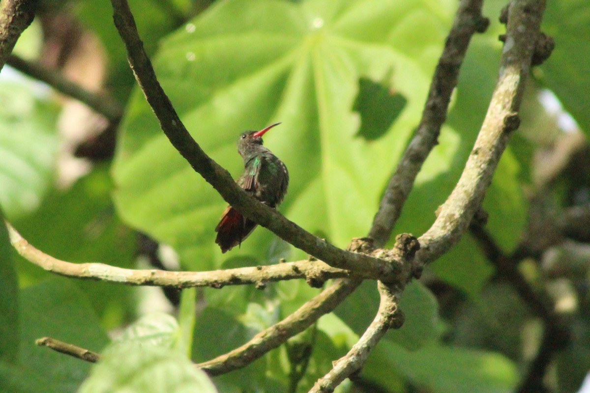 Rufous-tailed Hummingbird - ML546756991