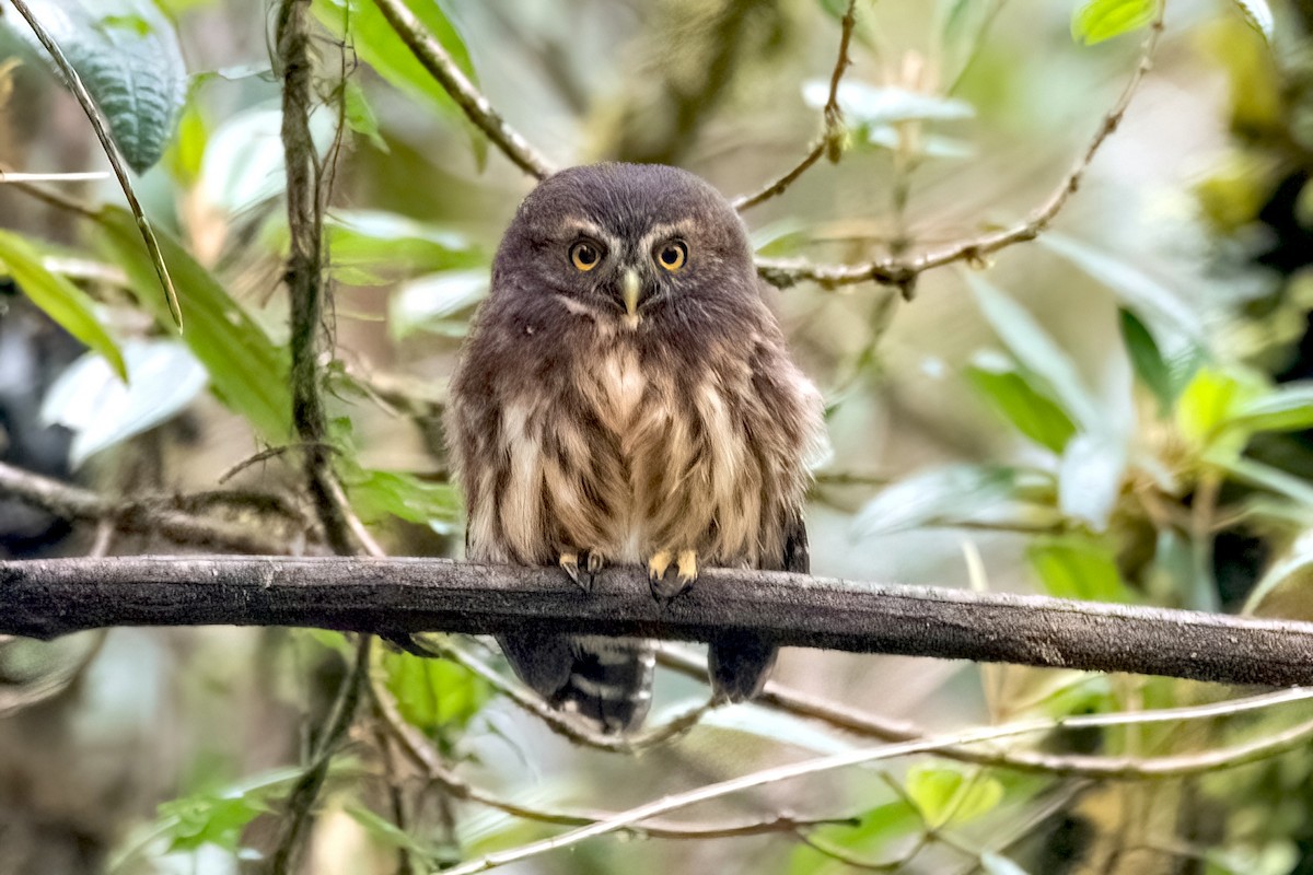 Andean Pygmy-Owl - ML546759911