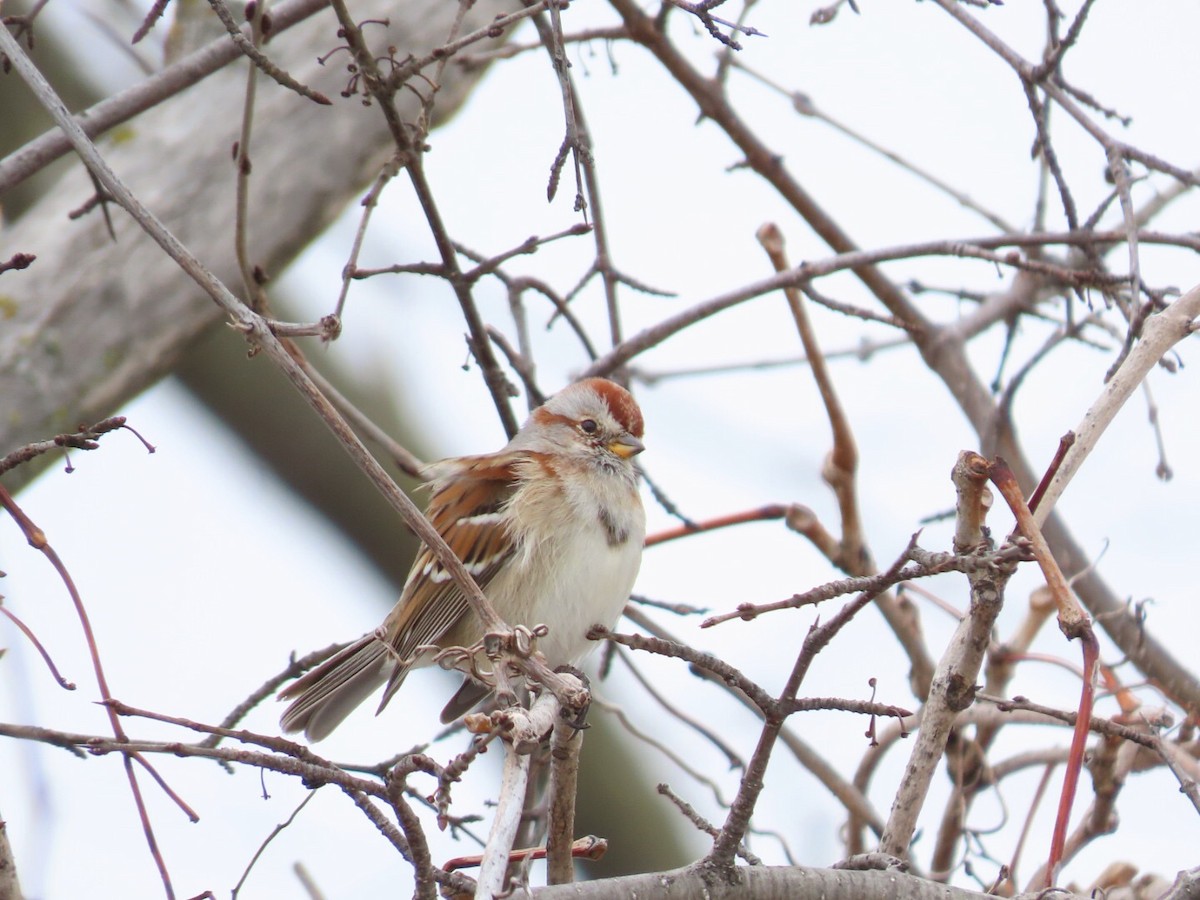 American Tree Sparrow - ML546761411