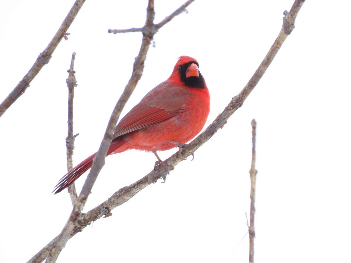 Cardinal rouge - ML546761481
