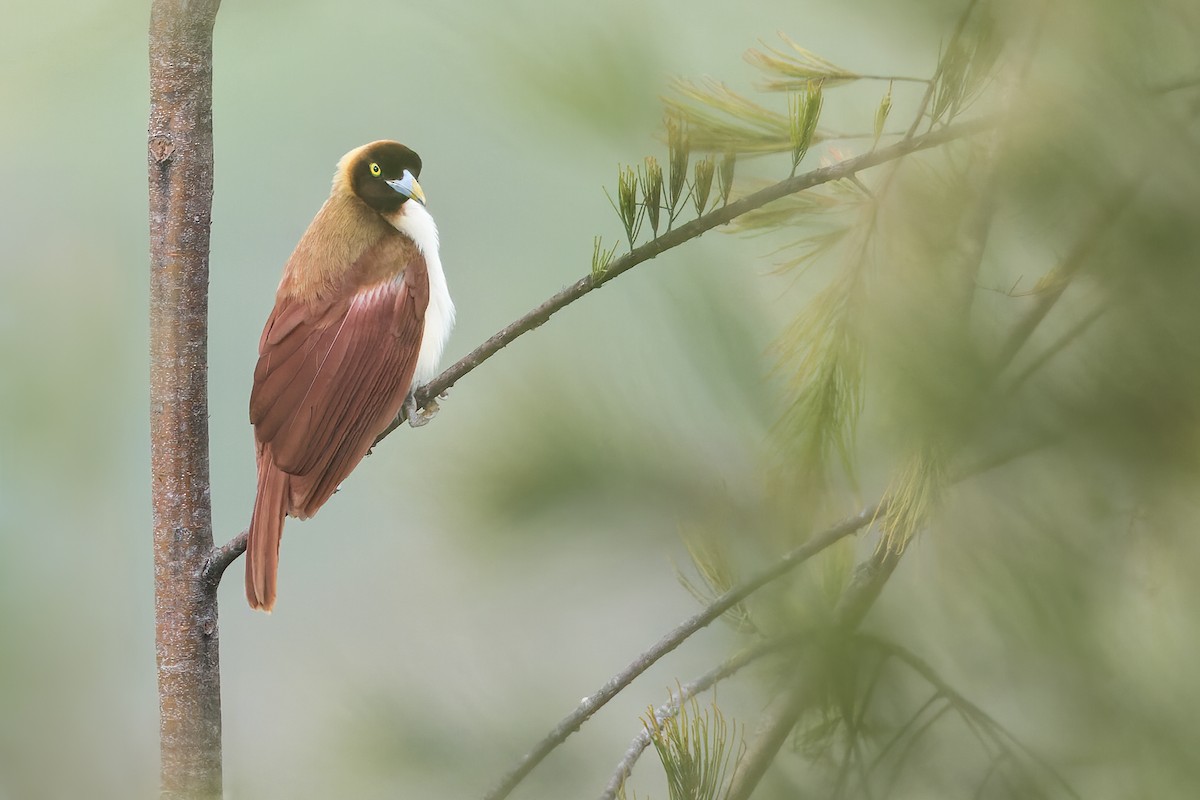 Lesser Bird-of-Paradise - Dubi Shapiro