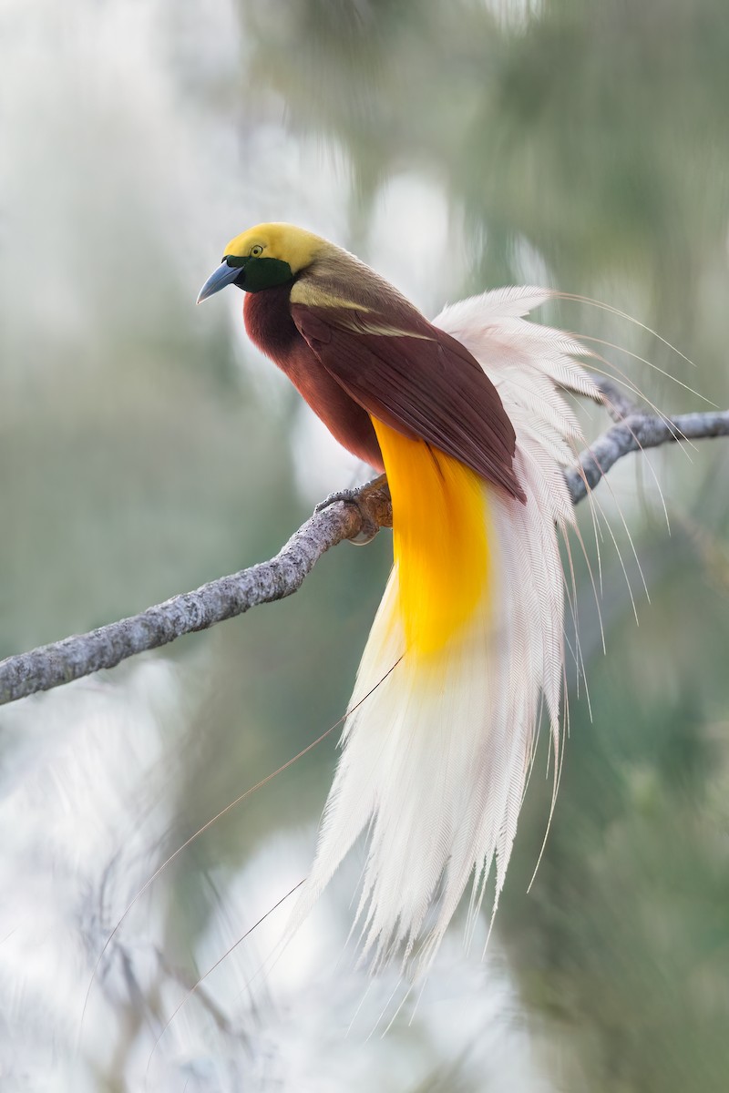 Lesser Bird-of-Paradise - Dubi Shapiro