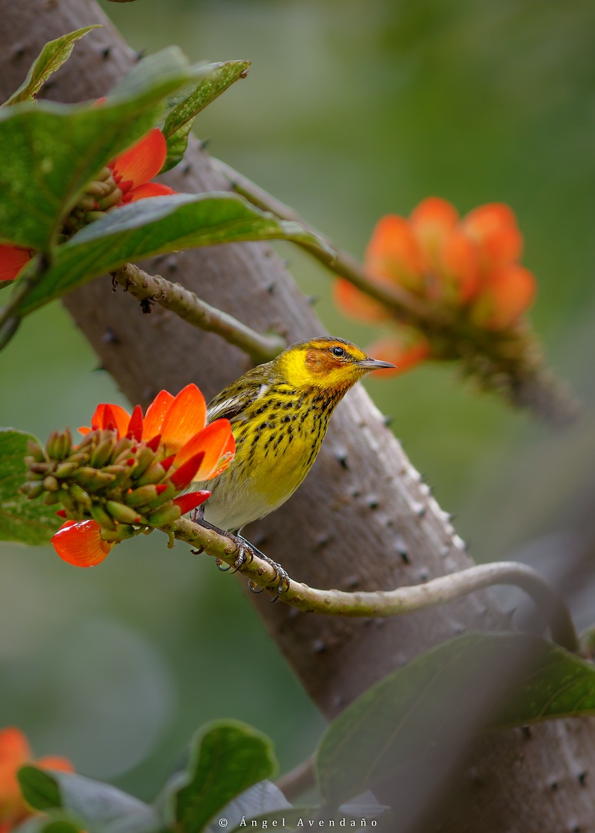 Cape May Warbler - ML546766761