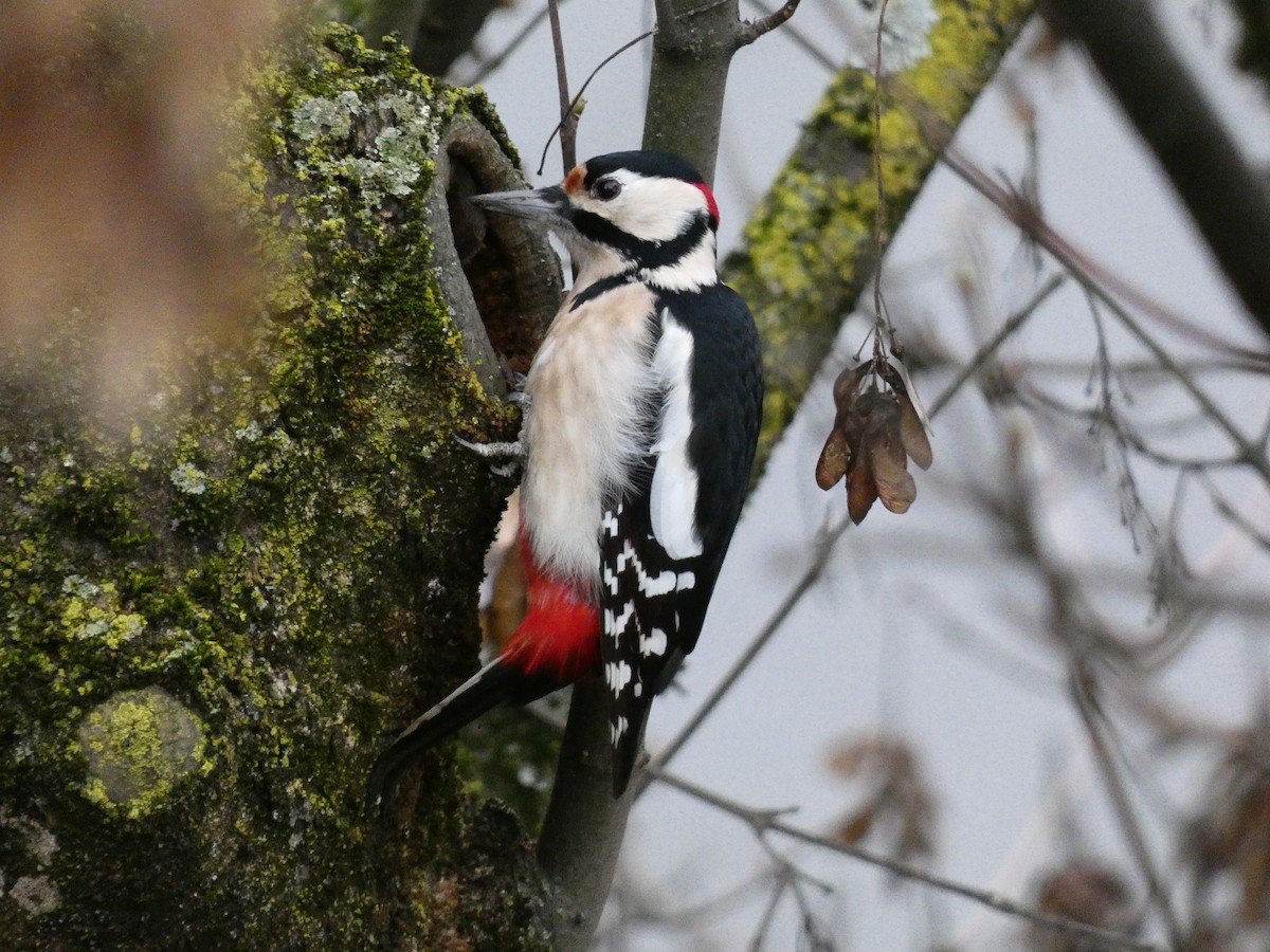 Great Spotted Woodpecker - ML546769481
