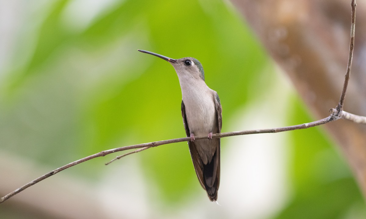 Wedge-tailed Sabrewing (Wedge-tailed) - ML546769871