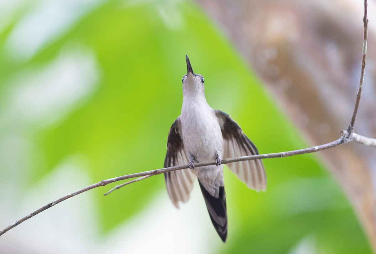Wedge-tailed Sabrewing (Wedge-tailed) - ML546769991