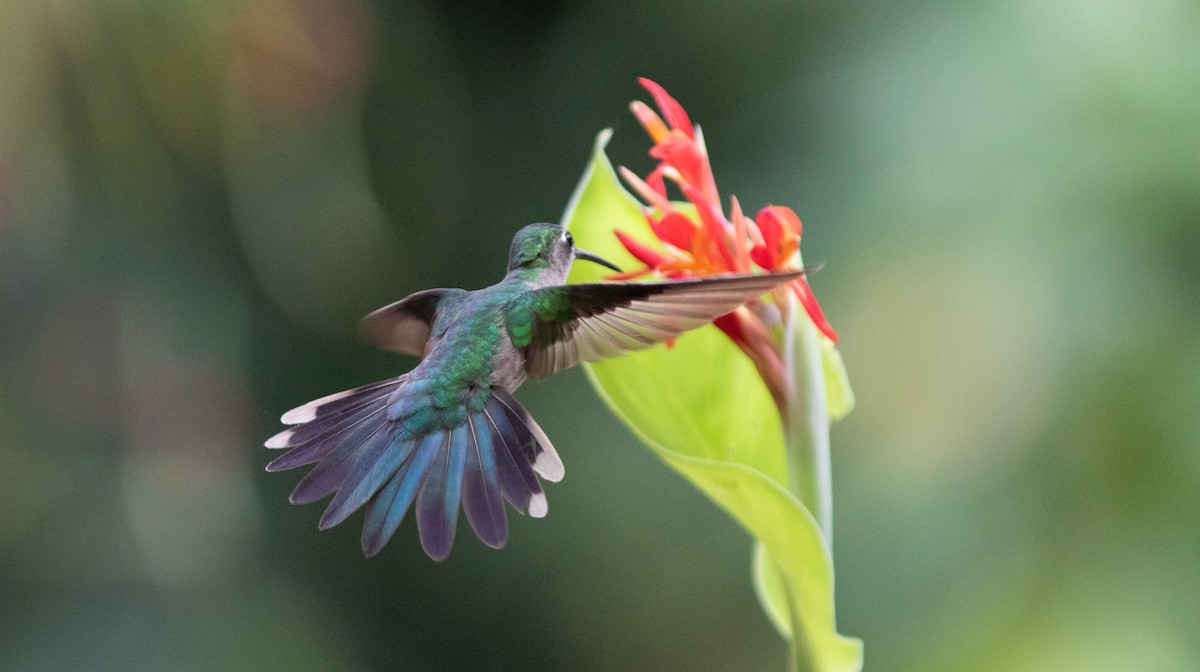 kolibřík klínoocasý (ssp. pampa) - ML546770111
