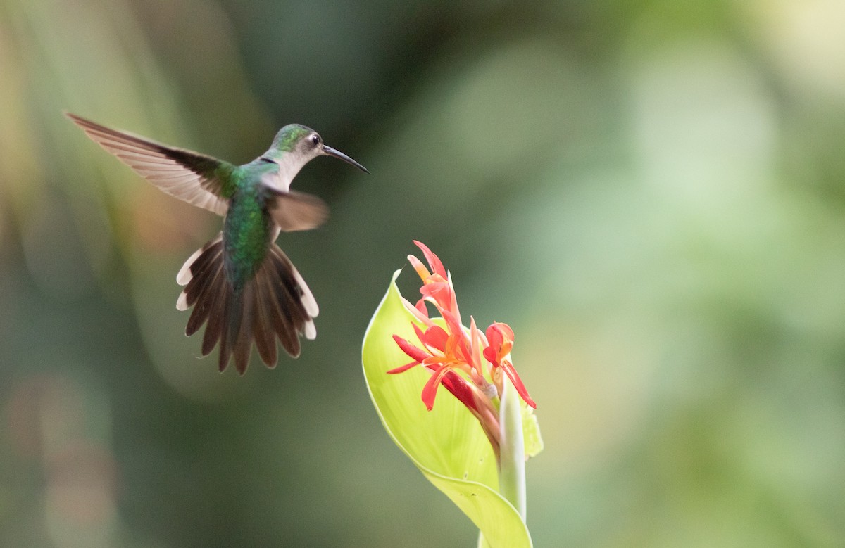 kolibřík klínoocasý (ssp. pampa) - ML546770121