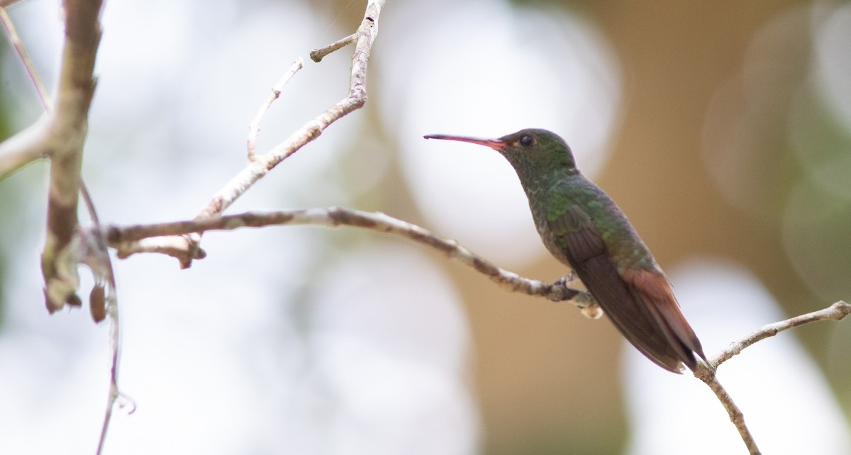 Rufous-tailed Hummingbird (Rufous-tailed) - ML546770151