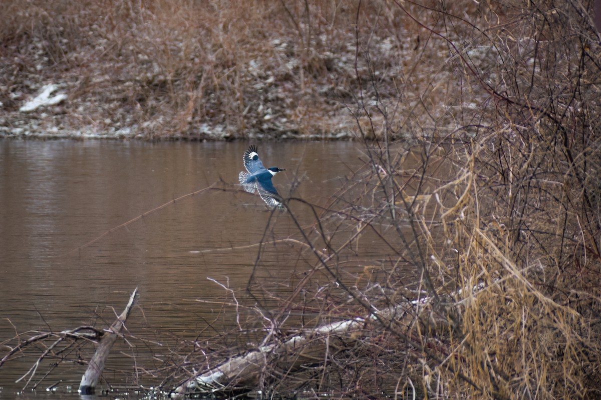 Belted Kingfisher - ML546771351
