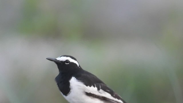 White-browed Wagtail - ML546771801