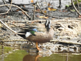 Blue-winged Teal, ML54677641