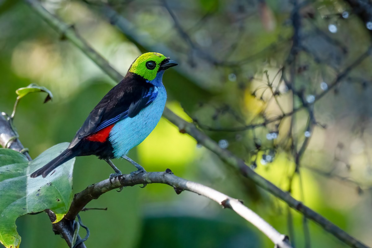 Paradise Tanager - ML546776691
