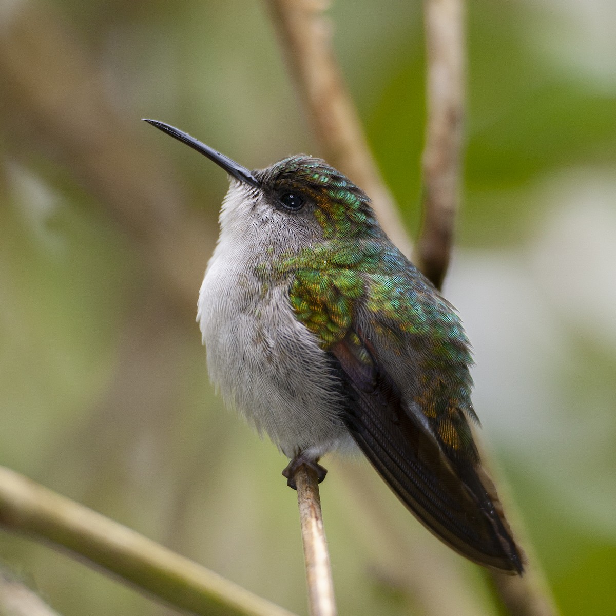 Black-bellied Hummingbird - Peter Hawrylyshyn