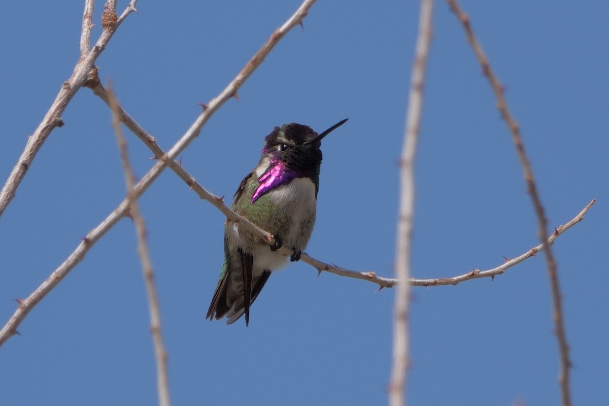 Costa's Hummingbird - ML546779221