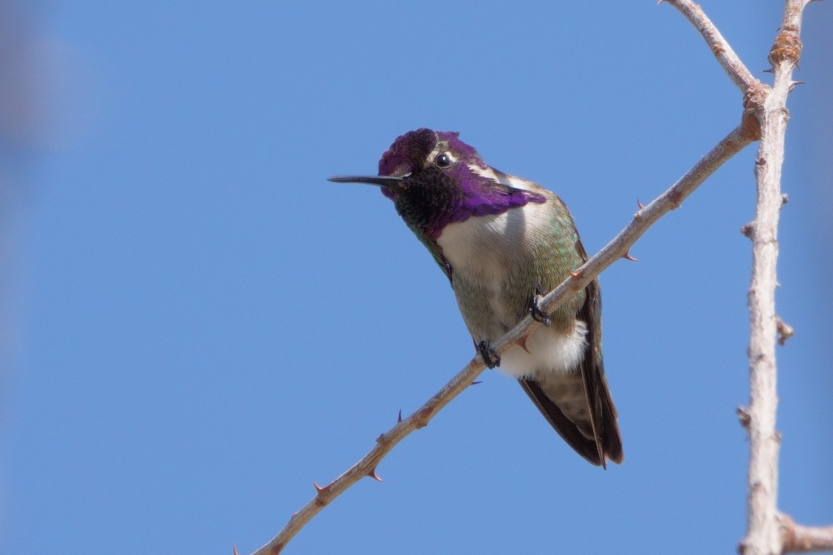 Costa's Hummingbird - ML546779231