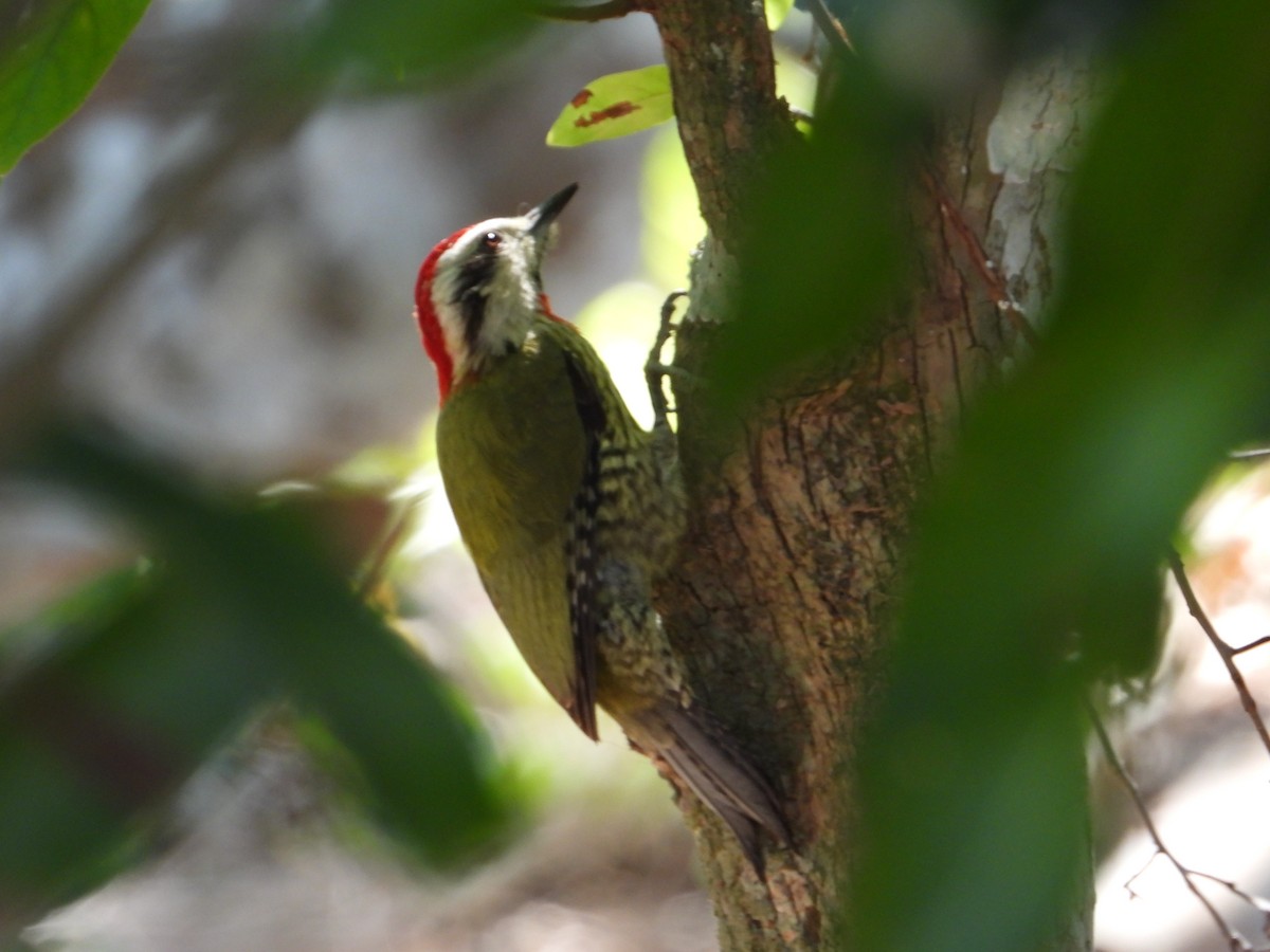Cuban Green Woodpecker - ML546780781