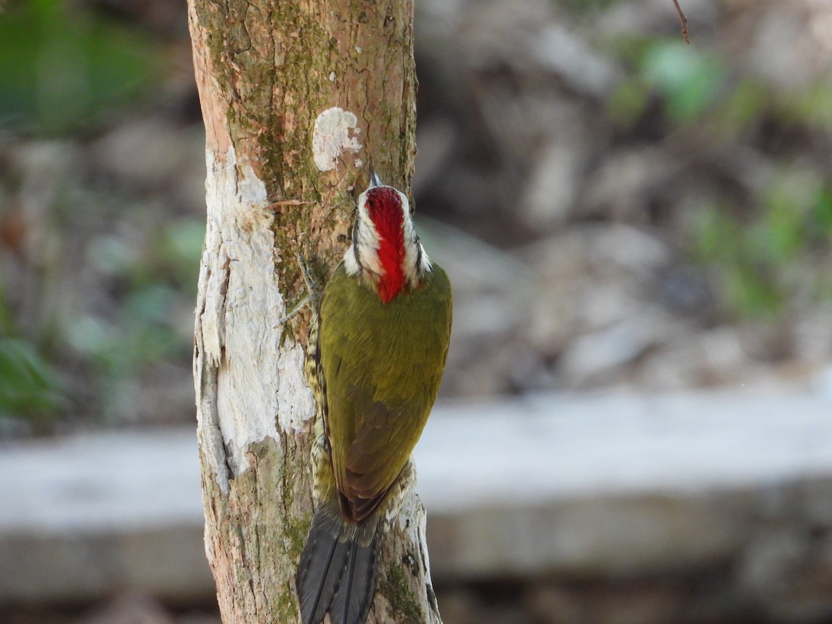 Cuban Green Woodpecker - ML546780791