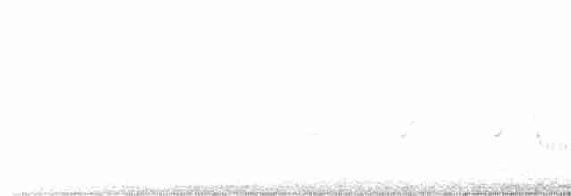strakapoud velký [skupina major] - ML546781141