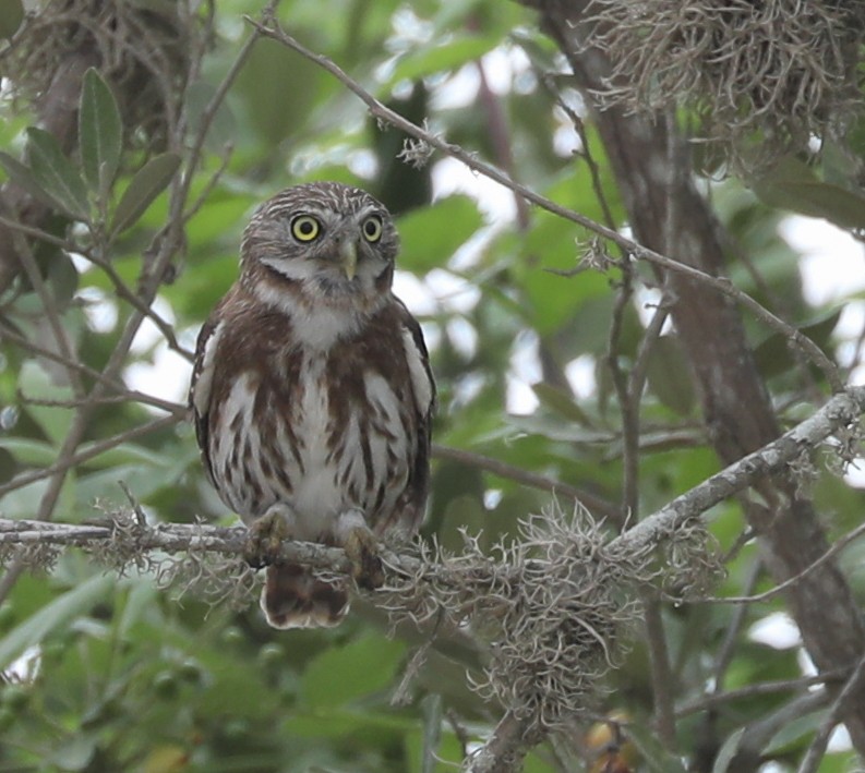 Peruvian Pygmy-Owl - Bonnie Bompart